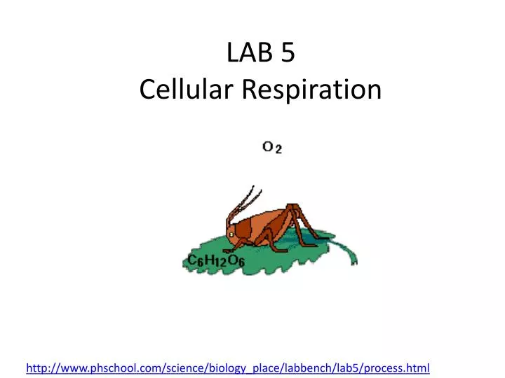 lab 5 cellular respiration