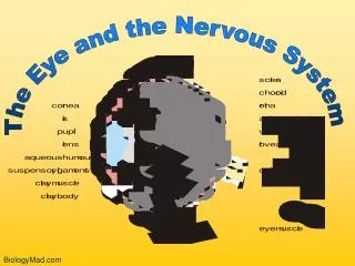 The Eye and the Nervous System