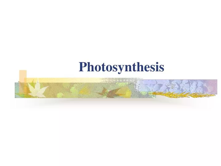 photosynthesis