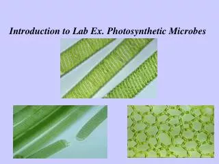 Introduction to Lab Ex. Photosynthetic Microbes