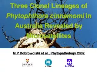 Three Clonal Lineages of Phytophthora cinnamomi in Australia Revealed by Microsatellites M.P Dobrowolski et al., Phyto