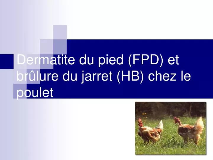 dermatite du pied fpd et br lure du jarret hb chez le poulet