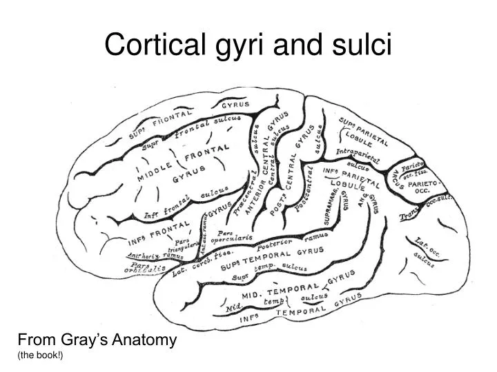 cortical gyri and sulci