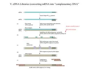 V. cDNA Libraries (converting mRNA into “complementary DNA”
