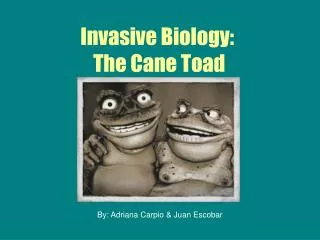 Invasive Biology: The Cane Toad