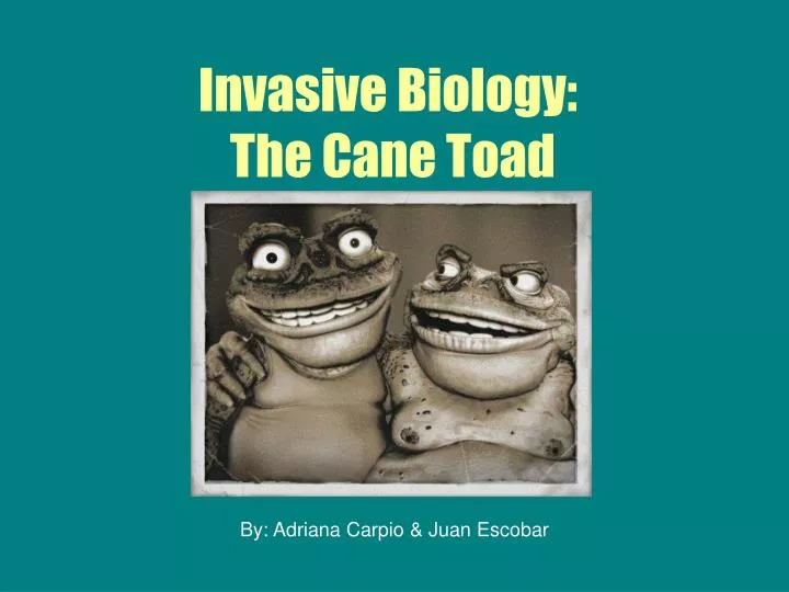 invasive biology the cane toad