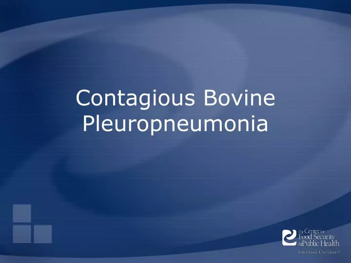 contagious bovine pleuropneumonia
