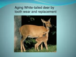 Aging White-tailed deer by tooth wear and replacement