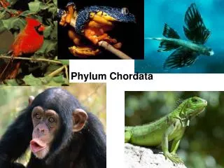 Phylum Chordata