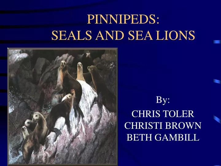 pinnipeds seals and sea lions