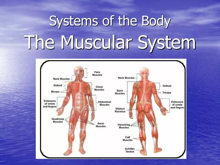 systems of the body