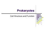 Prokaryotes - slide 1