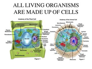 ALL LIVING ORGANISMS ARE MADE UP OF CELLS