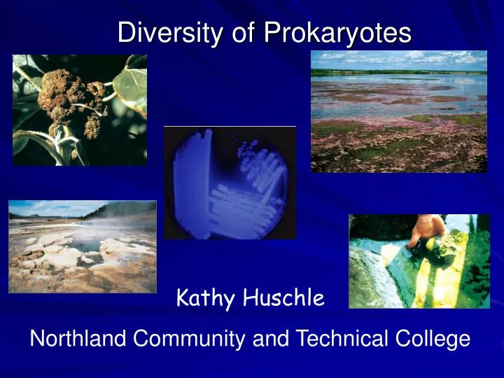 diversity of prokaryotes