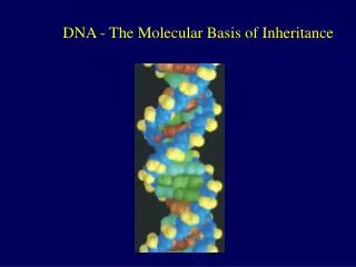 DNA - The Molecular Basis of Inheritance
