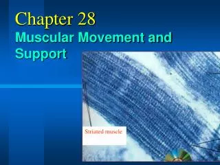 Chapter 28 Muscular Movement and Support
