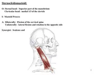 Sternocleidomastoid: O: Sternal head: Superior part of the manubrium Clavicular he