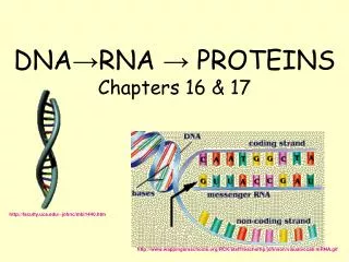 DNA →RNA → PROTEINS Chapters 16 &amp; 17