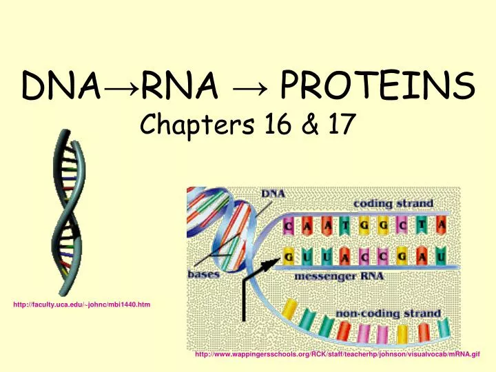 dna rna proteins chapters 16 17