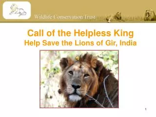 Call of the Helpless King Help Save the Lions of Gir, India