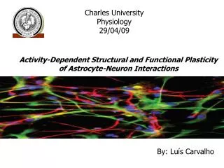 Activity-Dependent Structural and Functional Plasticity of Astrocyte-Neuron Interactions
