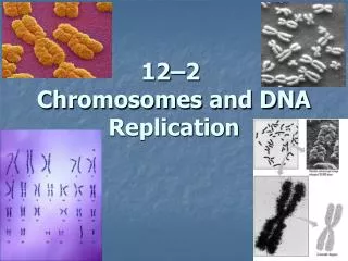 12–2  Chromosomes and DNA Replication