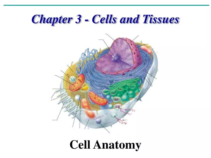 chapter 3 cells and tissues cell anatomy