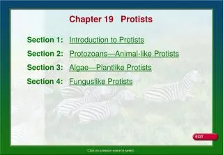 Chapter 19 Protists