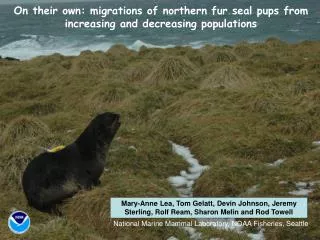 On their own: migrations of northern fur seal pups from increasing and decreasing populations