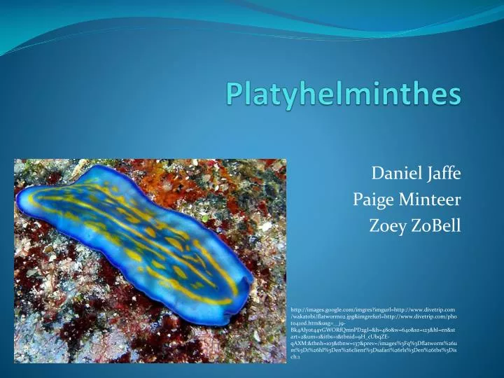 platyhelminthes