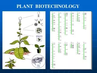 PLANT BIOTECHNOLOGY