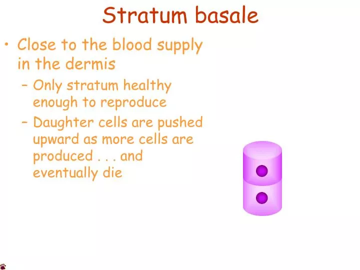 stratum basale