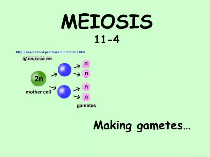 meiosis 11 4