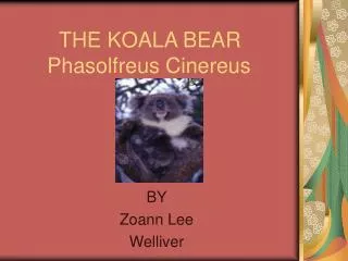 THE KOALA BEAR Phasolfreus Cinereus