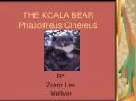 THE KOALA BEAR Phasolfreus Cinereus - slide 1