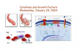 Cytokines and Growth Factors Wednesday, January 29, 2003