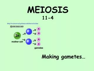 MEIOSIS 11-4