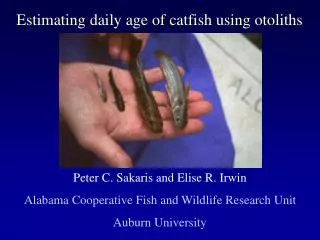 Estimating daily age of catfish using otoliths