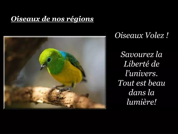 oiseaux volez savourez la libert de l univers tout est beau dans la lumi re