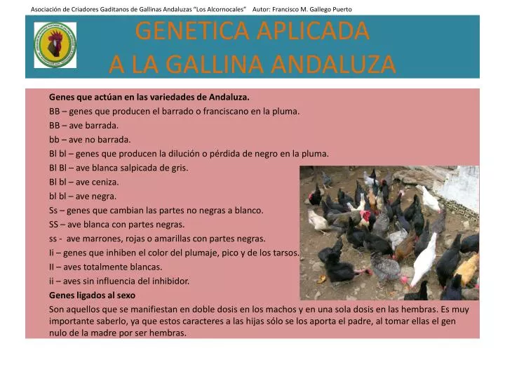genetica aplicada a la gallina andaluza