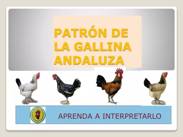 patr n de la gallina andaluza