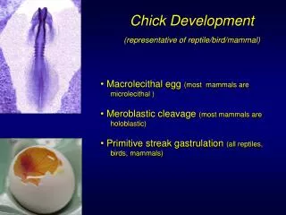Chick Development (representative of reptile/bird/mammal)