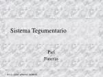Sistema Tegumentario - slide 1