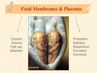 Fetal Membranes &amp; Placenta