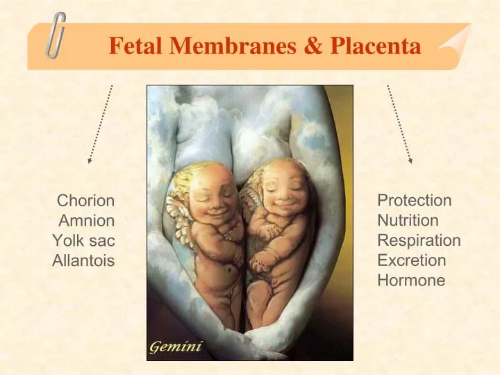 fetal membranes placenta