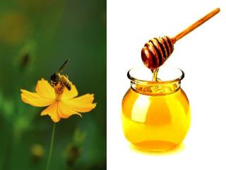 De la plante au pot de miel