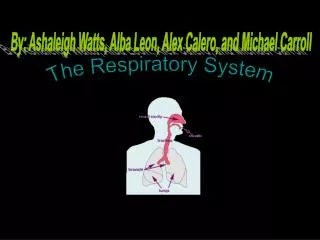 The Respiratory System