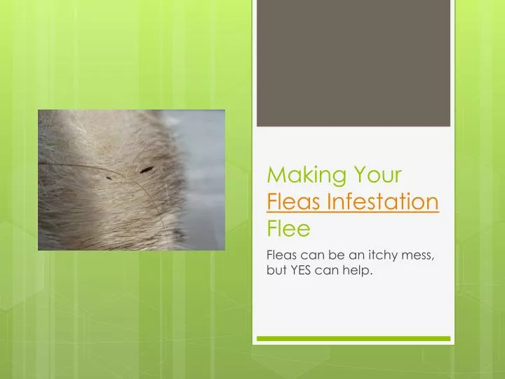 making your fleas infestation flee