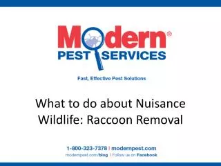 What to do about Nuisance Wildlife: Raccoon Removal