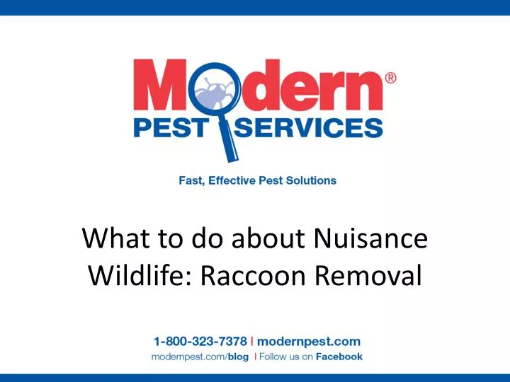 what to do about nuisance wildlife raccoon removal